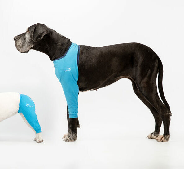 Small and large dog with blue VetHelp leg covers