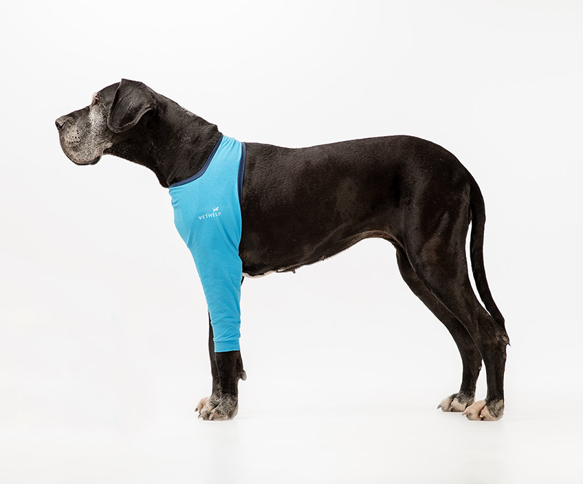 A large black dog wearing a blue Vethelp leg cover on its front leg.