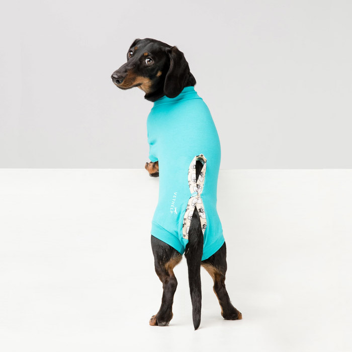 Dark small dog standing on two legs in a blue vethelp full bodysuit