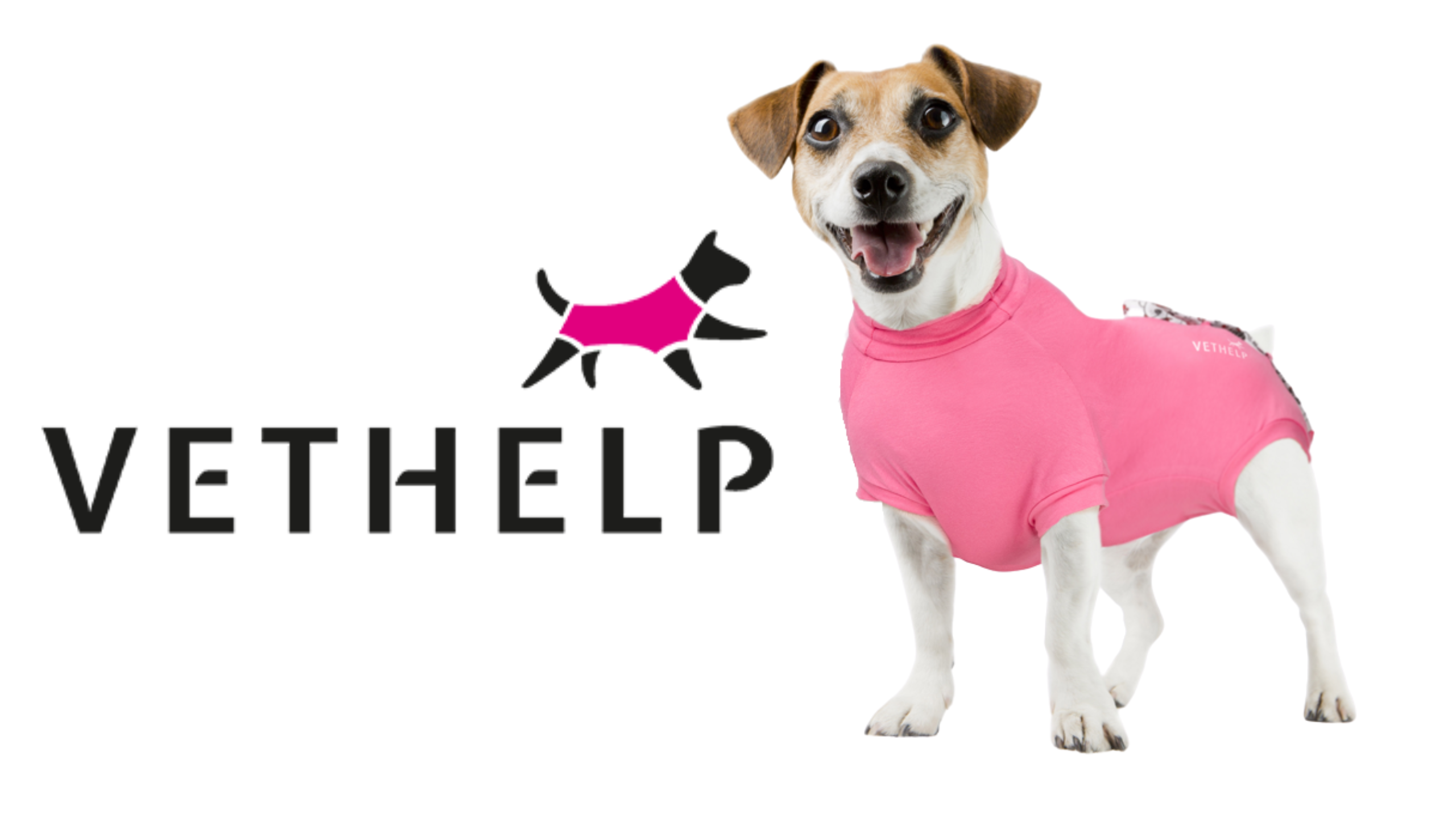Small happy dog wearing a pink VetHelp Recovery Line suit