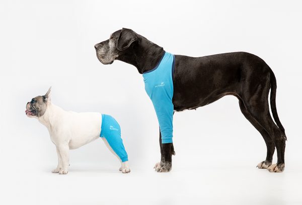 Small and large dog with blue VetHelp leg covers