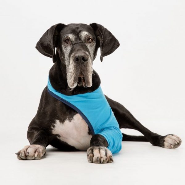 A large black dog laying down wearing a blue Vethelp leg cover on its front leg.